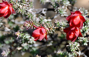 Koorda Native Flora Reserve